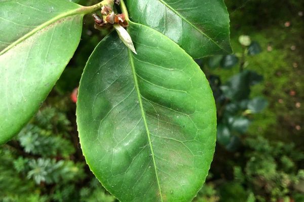 Sasanqua camellia