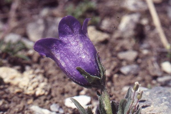 Provence bellflower