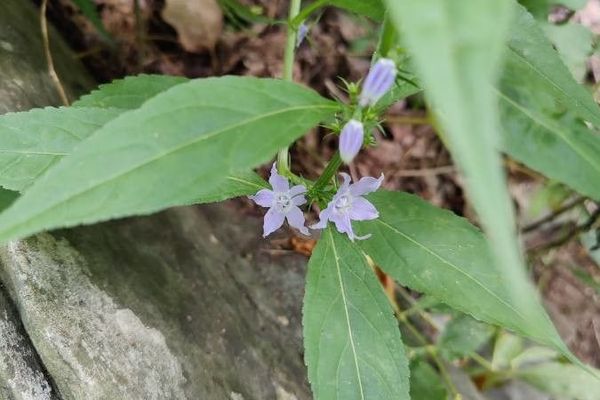 American bellflower