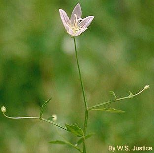 Bedstraw bellflower