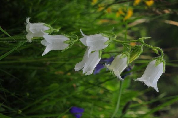 Bearded bellflower
