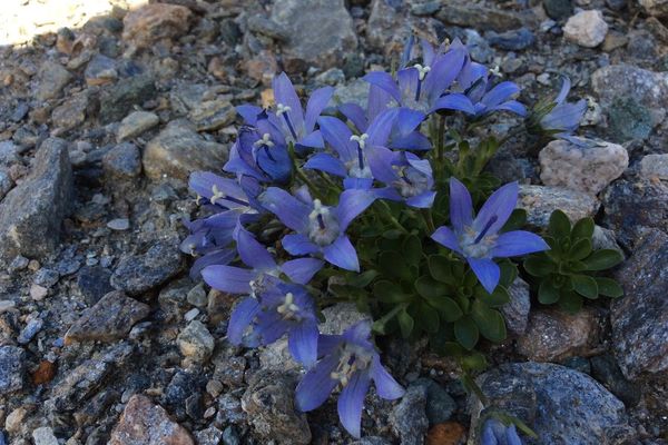 Campanula cenisia