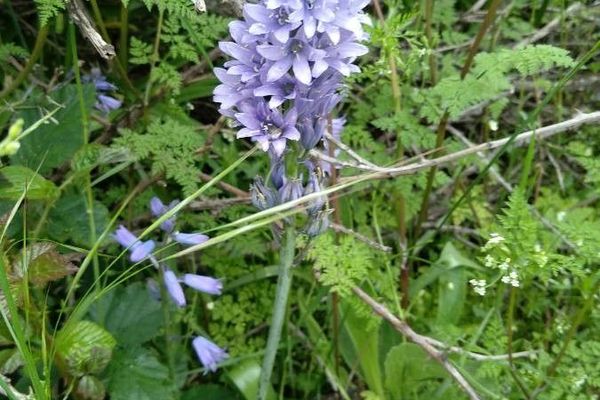 Bristly bellflower