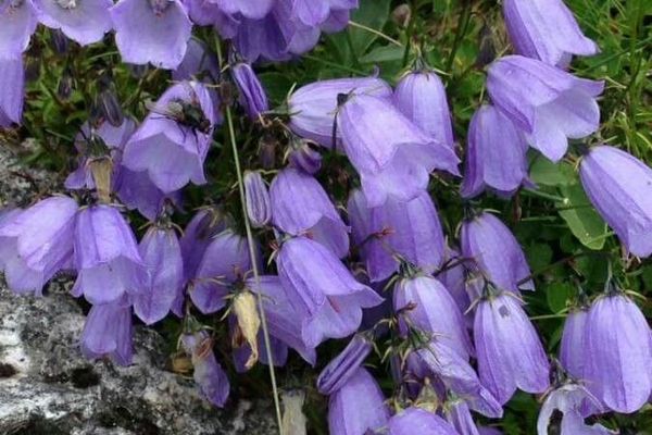 Fairies'-thimbles