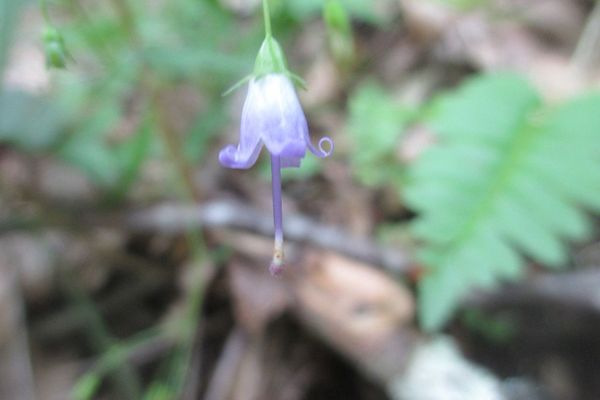 Appalachian bellflower