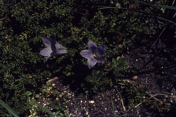 Mountain harebell