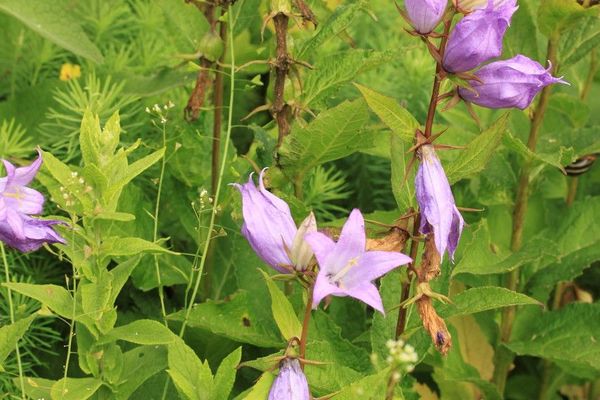 Greater bellflower