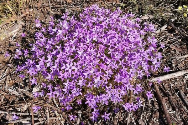 Campanula lusitanica
