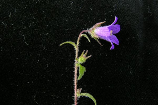 Campanula pallida