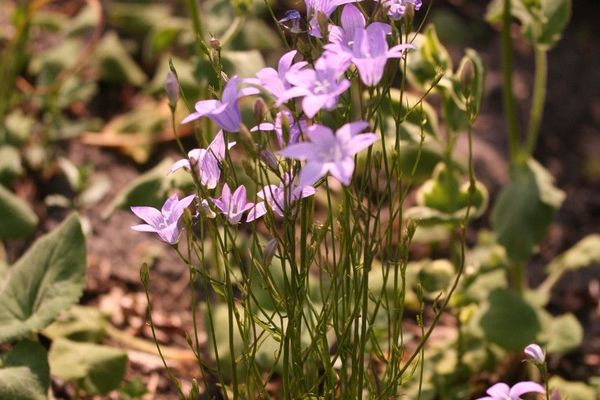 Spreading bellflower