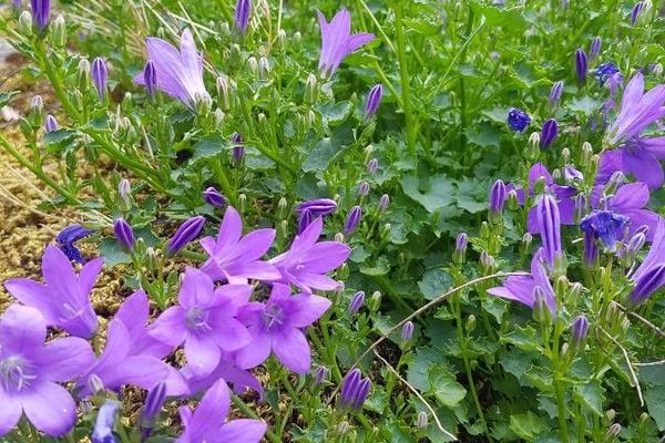 Trailing bellflower