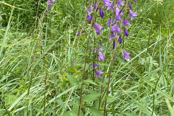 European bellflower