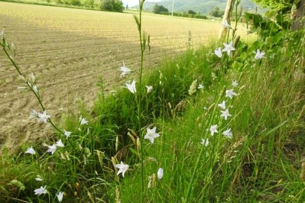 Rampion