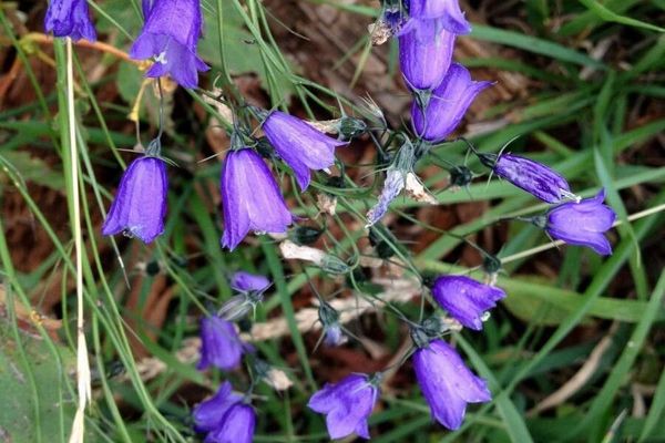 Broadleaf harebell
