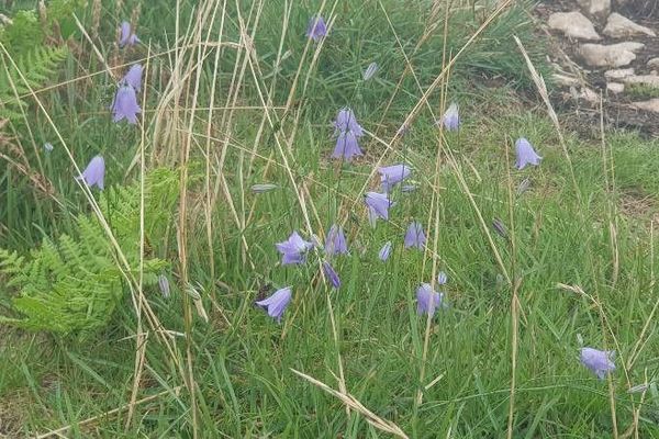Meadowbell