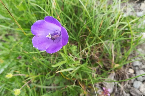 Scheuchzer's bellflower