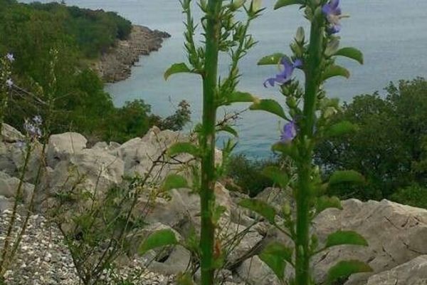 Pyrenean bellflower