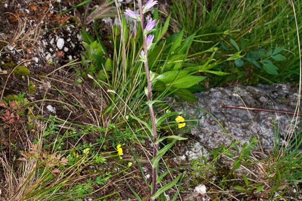 Campanula spicata