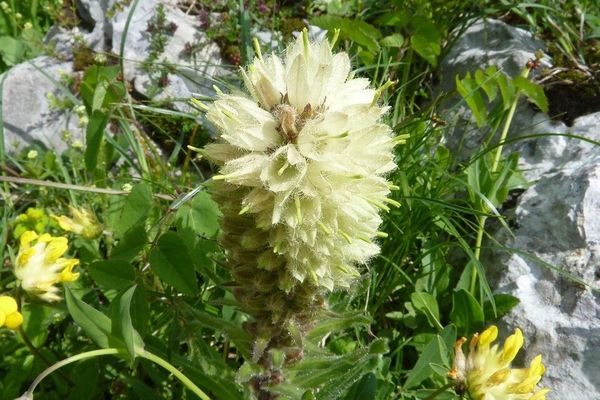 Yellow bellflower