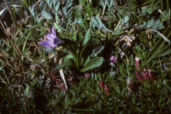Arctic campanula