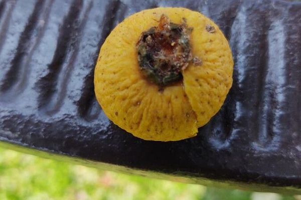 Campomanesia adamantium