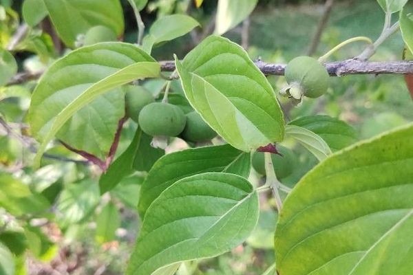 Perfume guava