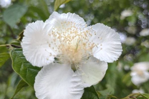 Campomanesia pubescens