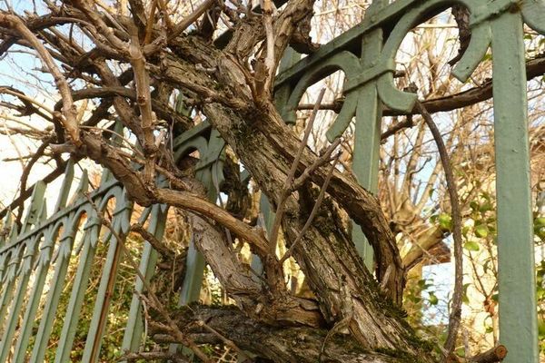 Trumpet creeper