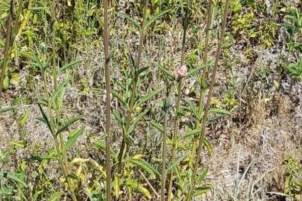 Pompomweed