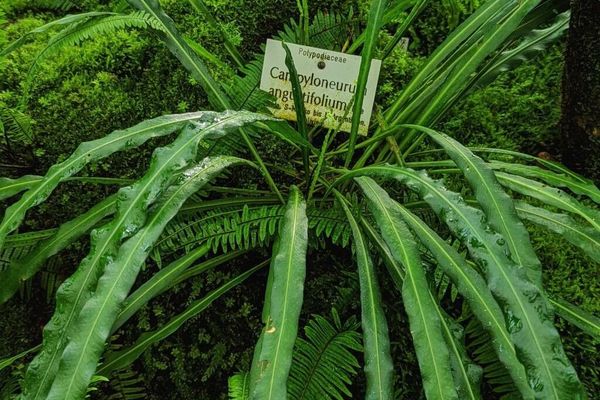 Narrow strapfern