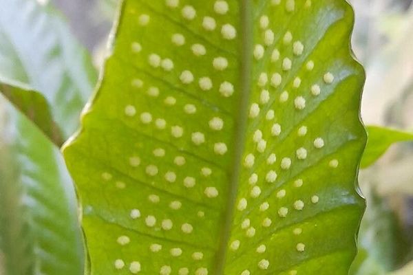 Cow-tongue fern