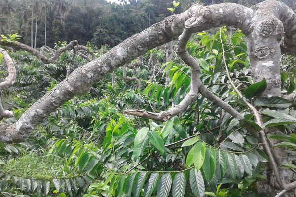 Macassar oiltree