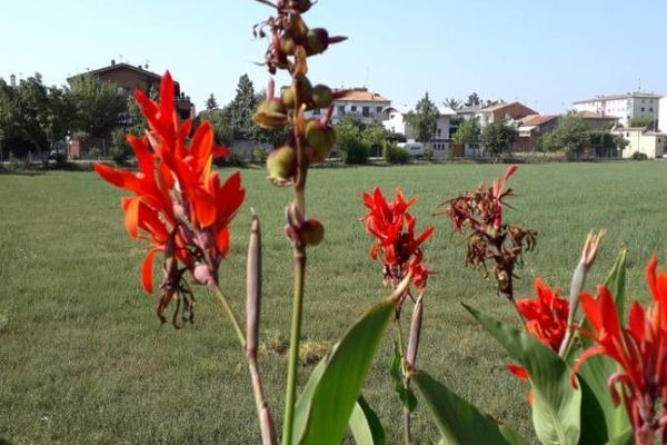 African arrowroot