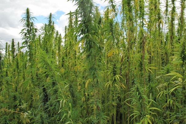 Hemp