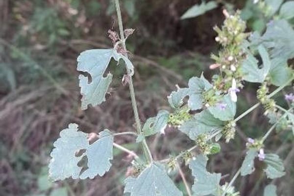 Tropical bushmint