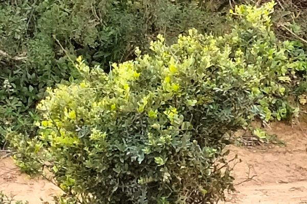 Hedge caper-bush