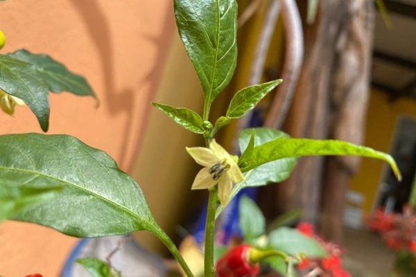 Yellow squash pepper