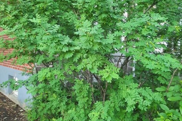 Siberian peatree
