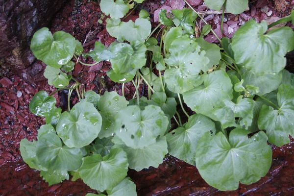 Cardamine asarifolia