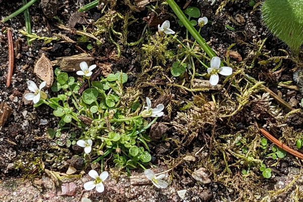 Alpine bittercress