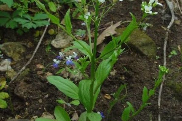 Bulbous bittercress