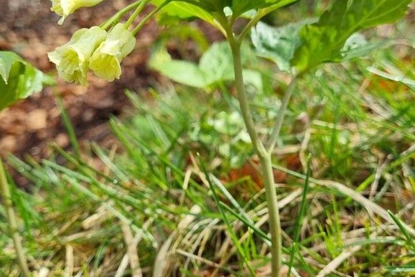Drooping bittercress