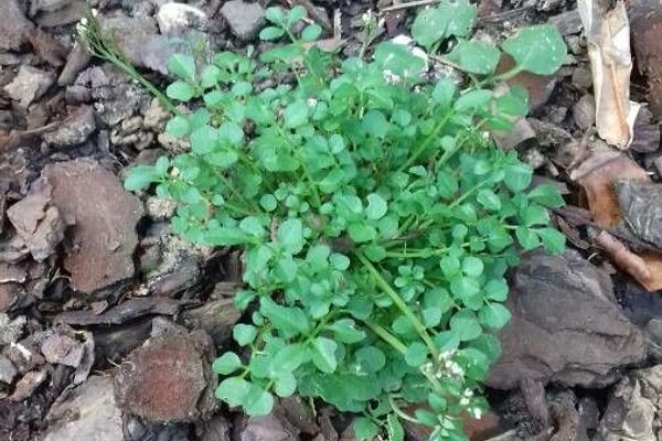 Greater bittercress