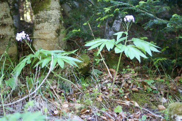 Pinnate coralroot