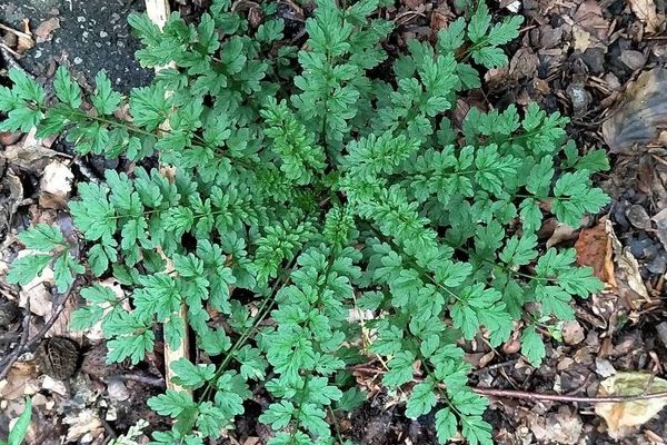 Narrow-leaf bittercress