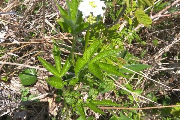 Cardamine leucantha