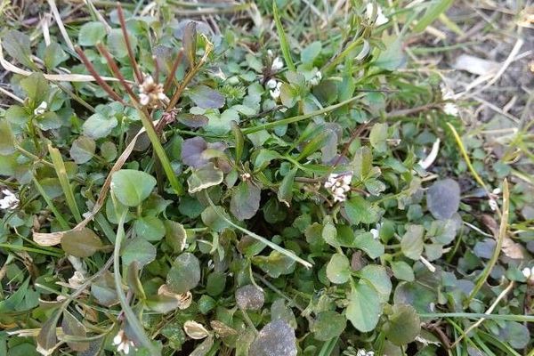 Sand bittercress