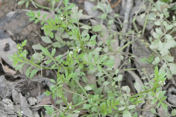 Pennsylvania bittercress