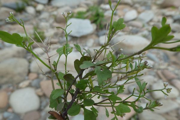 Mignonette-leaved bittercress