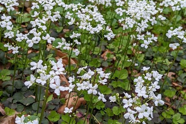 Three-leaved bittercress